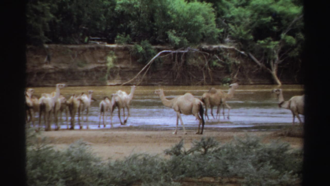 Dromedary camels stand and mill near shallow water beside a muddy bank and trees.
