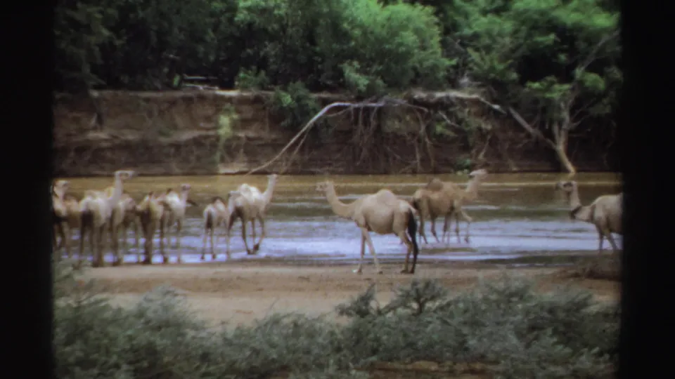In Sudan 1969 8mm footage, a group of dromedary camels gathers at a shallow water edge with shrubs and trees behind them.