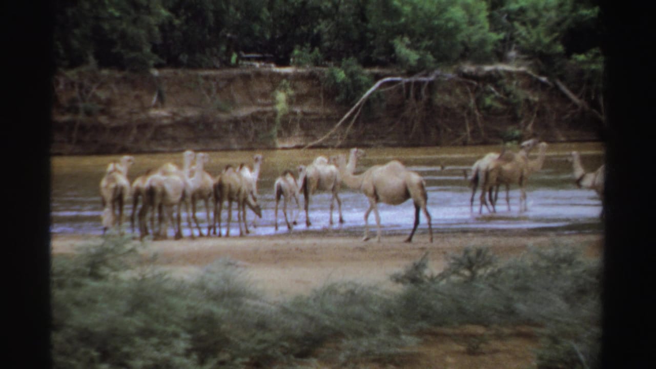 Several dromedary camels stand together at a Sudan water feature, with one camel apart on the muddy edge in 1969 8mm footage.