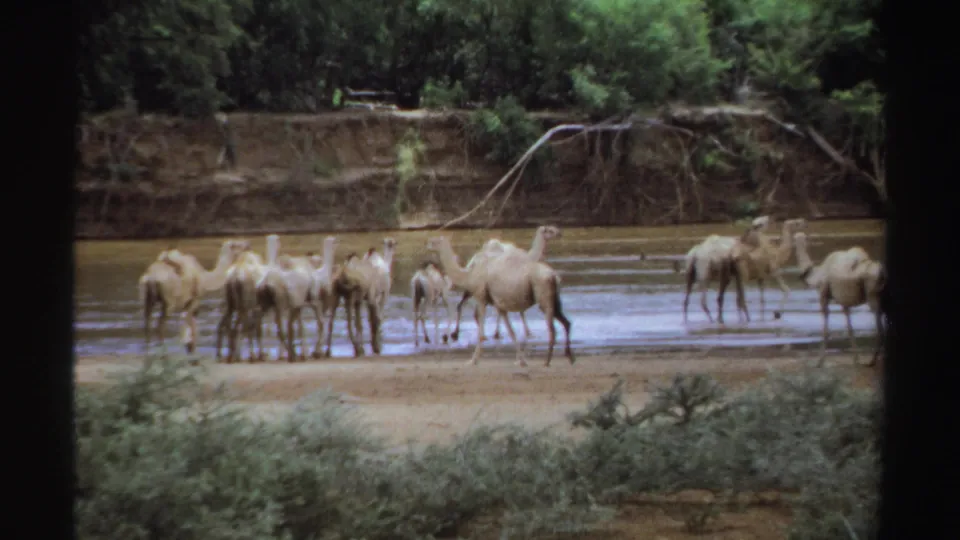 A dromedary herd mills near shallow water in Sudan, framed by foreground shrubs and a tree-lined bank in vintage 8mm footage.