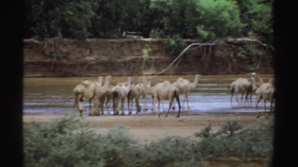 The 1969 Sudan frame shows dromedary camels clustered at the muddy waterline, with additional animals partly entering from the right.