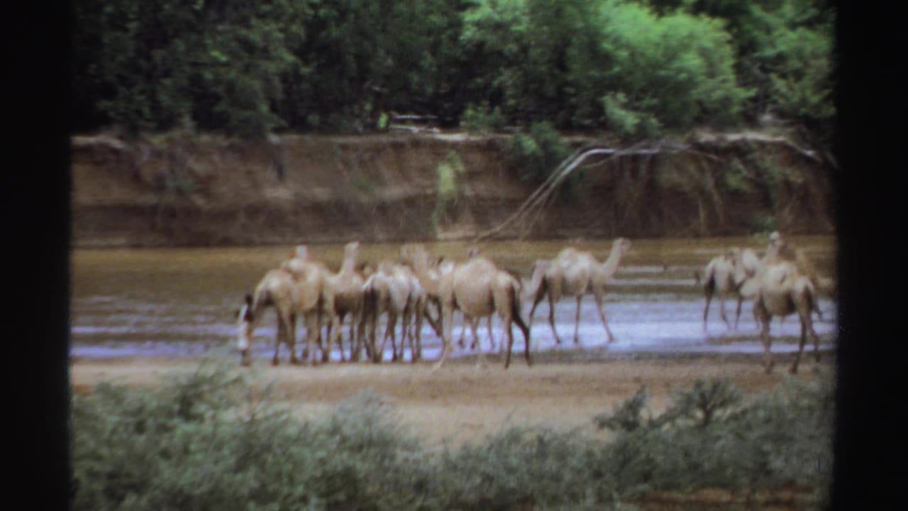 Camels standing and drinking in shallow river water below a tree-lined bank.