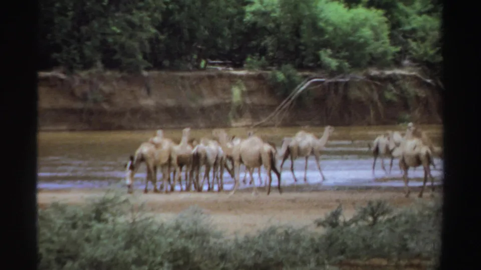 1969 Sudan 8mm frame showing a group of camels gathered in shallow river water near a muddy, tree-lined bank.