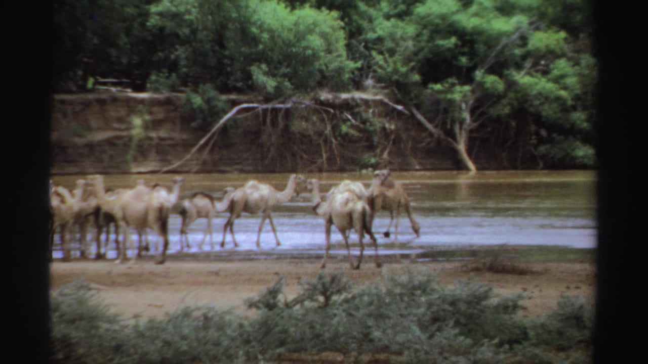 Camels clustered along a shallow river with trees and exposed roots behind them.