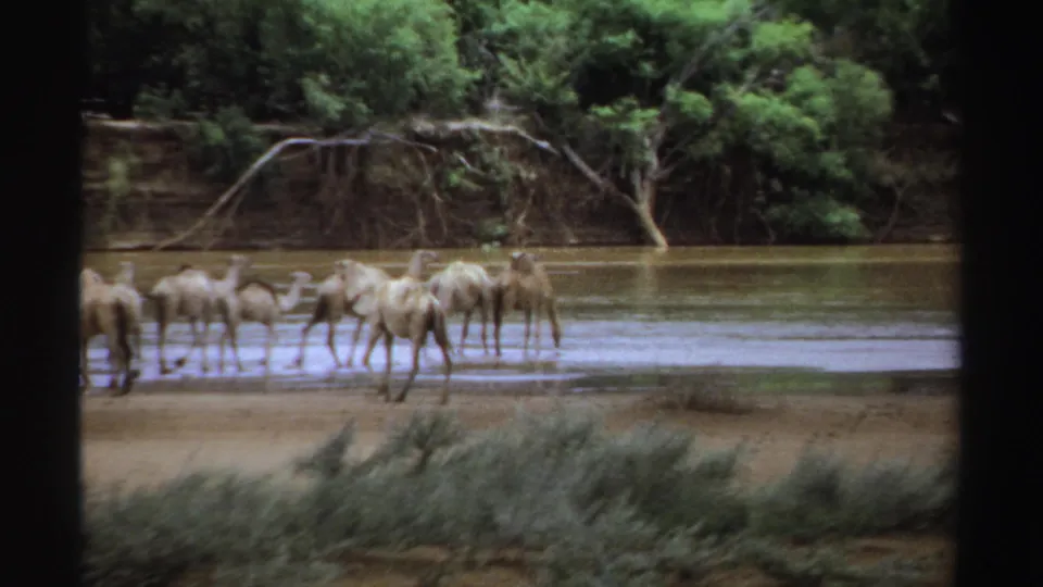 1969 Sudan 8mm frame showing camels moving through shallow river water with a sandy shore and leafy bank behind them.