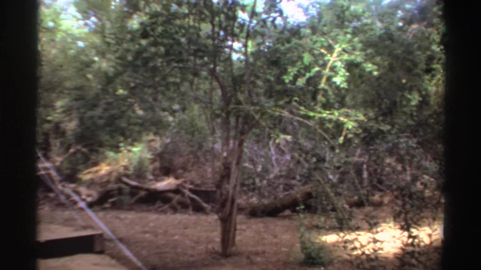 1969 Sudan 8mm frame looking away from the tent toward trees, brush, guy ropes, and sunlit ground at the forest campsite.
