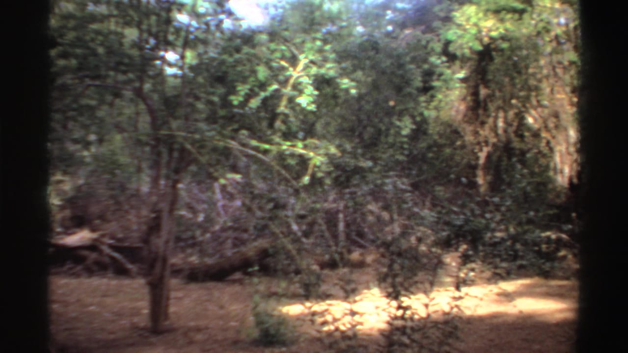 Wooded area with sunlit dirt ground and dense trees.