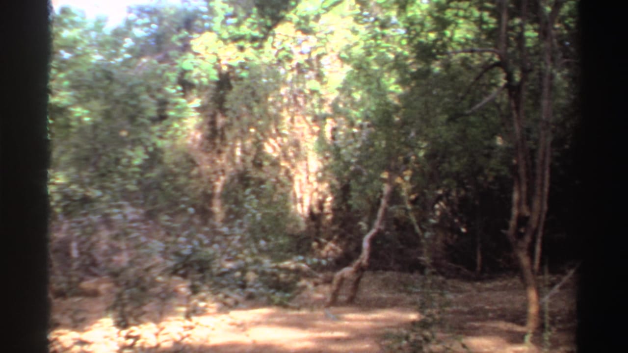 Forest clearing with trees, shade, and patches of sunlight on dirt.