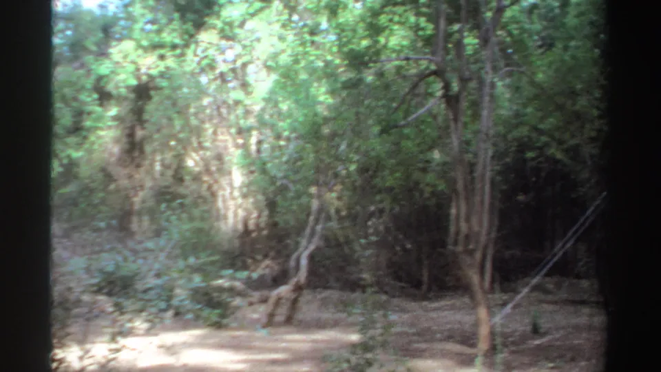 1969 Sudan 8mm frame showing a shaded wooded clearing with tree trunks, green foliage, exposed roots, and sandy ground.