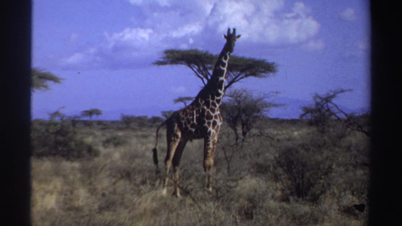 1969 Sudan home-movie frame showing a giraffe standing among dry grass and acacia trees beneath a bright blue sky.