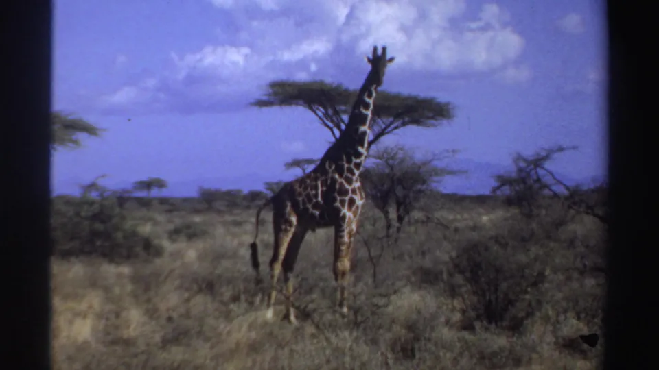 1969 Sudan home-movie frame showing a giraffe standing among dry grass and acacia trees beneath a bright blue sky.