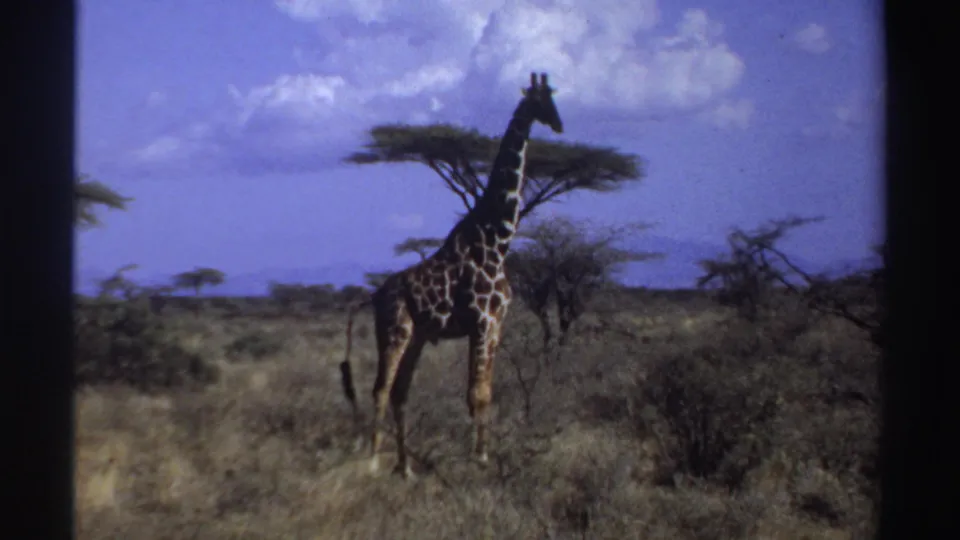 1969 Sudan home-movie frame of a giraffe in dry savanna, its body and long neck framed by acacia trees and blue sky.