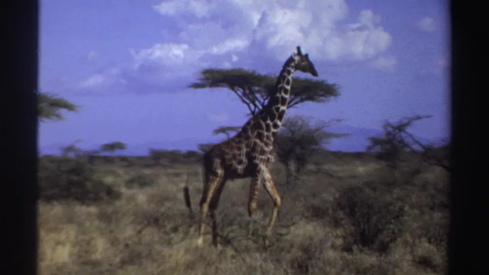1969 Sudan home-movie frame showing a giraffe stepping through savanna grass with scattered acacia trees and clouds behind it.