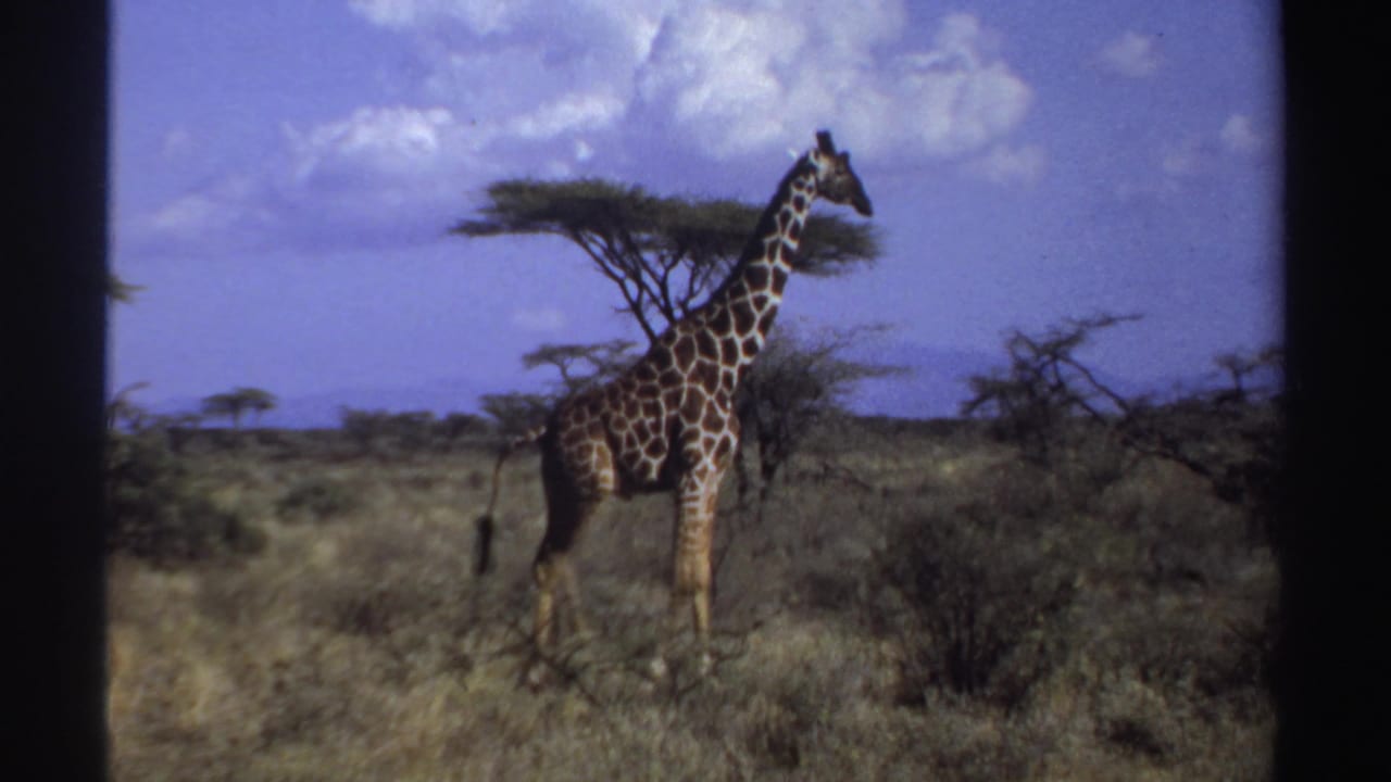 Giraffe walking through dry savanna grass near a flat-topped tree under a blue sky.