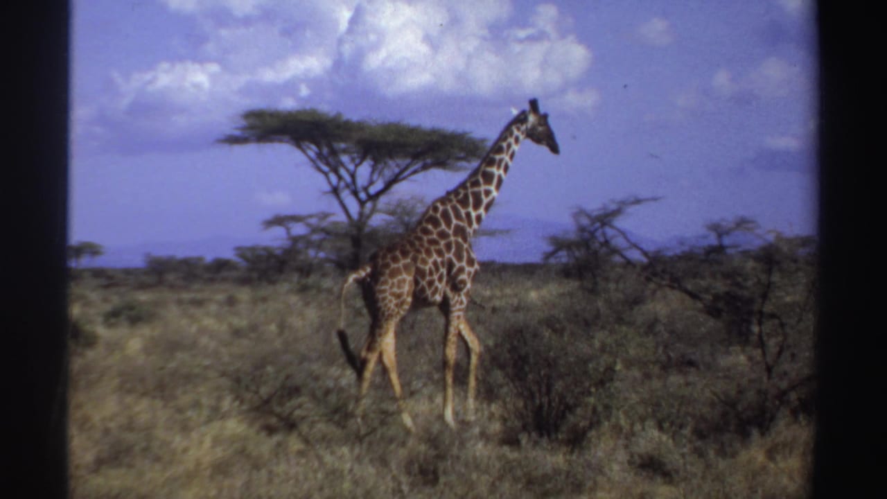 1969 Sudan 8mm frame with a giraffe walking in profile across open savanna beside low brush and trees.