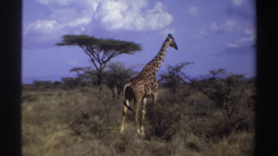 1969 Sudan 8mm frame showing the giraffe from behind as it continues through dry grass and scattered shrubs.
