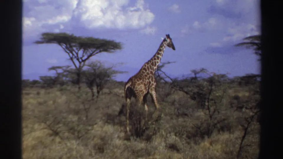 1969 Sudan 8mm frame of a giraffe near brush in open savanna, with acacia-like trees and a bright clouded sky.