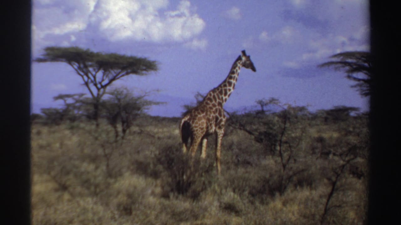 Giraffe walking through open grassland with scattered trees and cloudy blue sky.