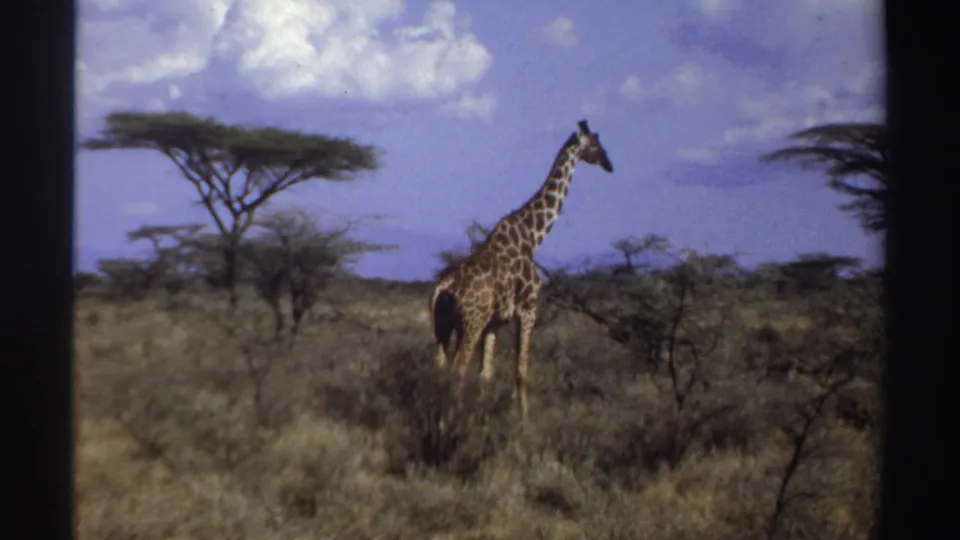 1969 Sudan 8mm frame showing a giraffe in dry savanna grass near scattered acacia-like trees under a bright sky.