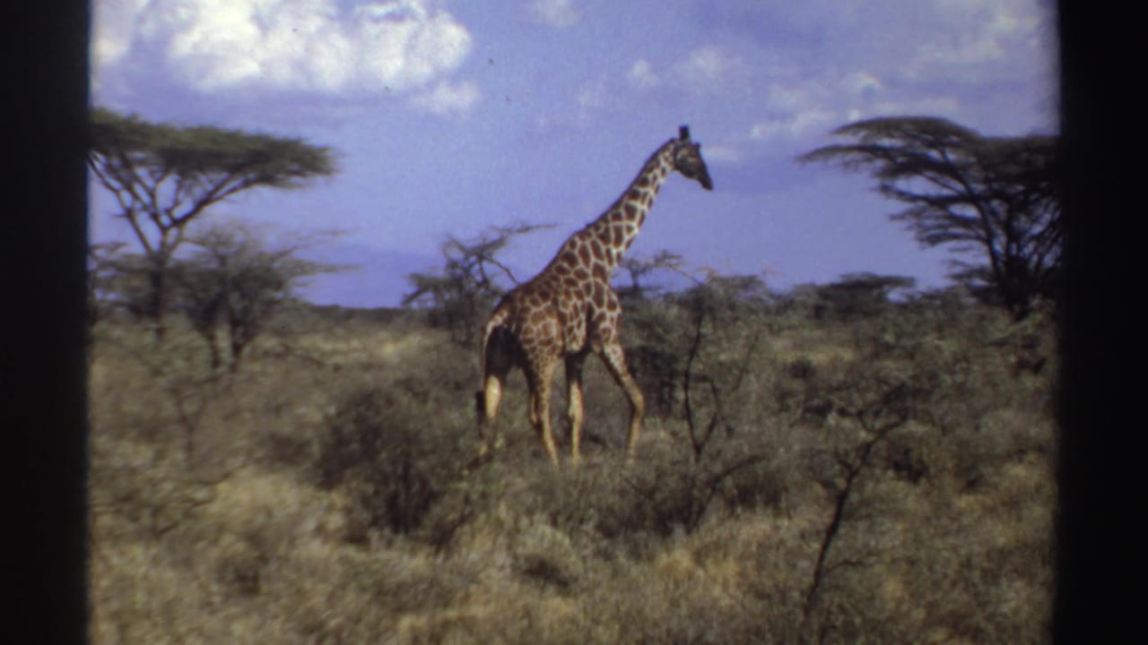 Giraffe standing in open savanna vegetation beside low shrubs and trees.