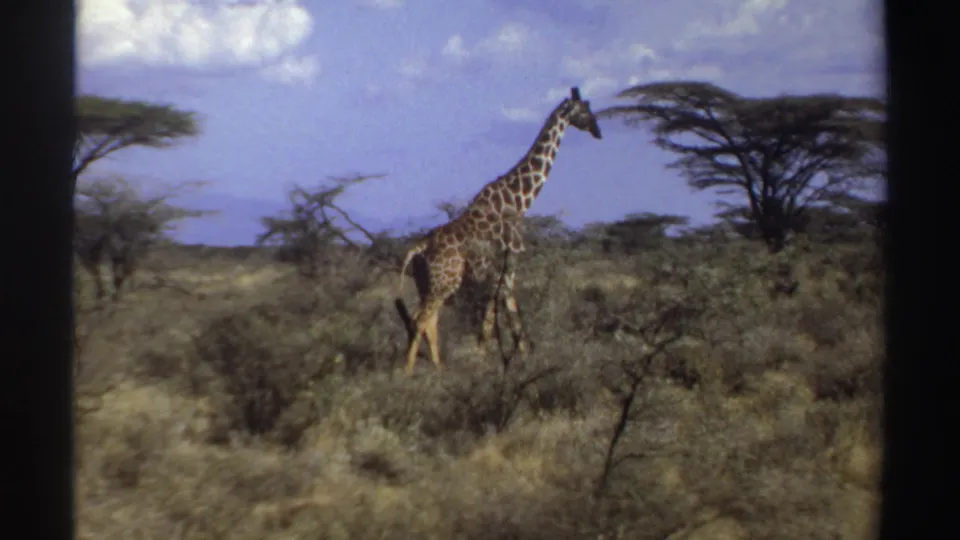 1969 Sudan 8mm frame showing a giraffe walking through scrubby savanna with a wide tree canopy in the background.