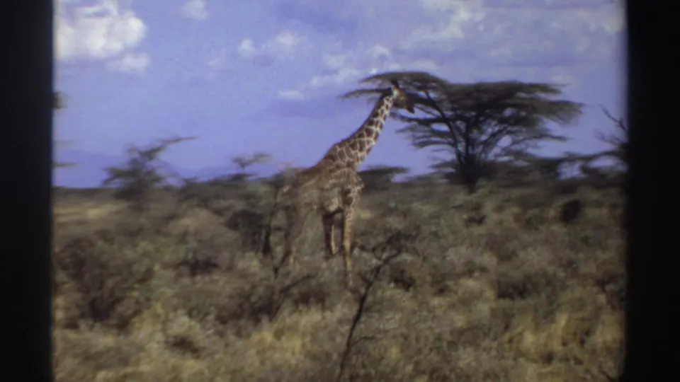 1969 Sudan 8mm frame showing a giraffe partly hidden by foreground brush in a dry savanna landscape.
