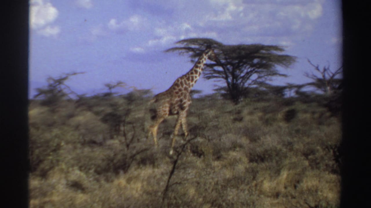 Giraffe walking through dry grassland with acacia-like trees and distant mountains.
