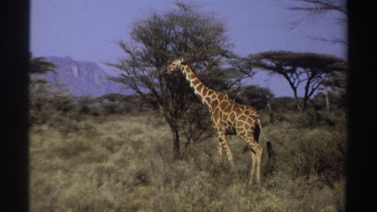 1969 Sudan 8mm frame of a giraffe beside a bushy tree in open savanna, with scrub, blue sky, and distant mountains visible.