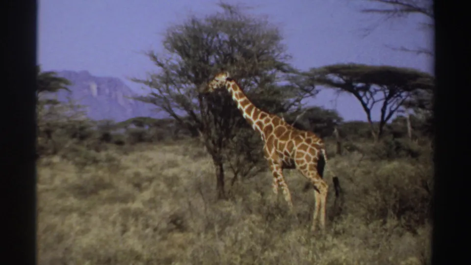 1969 Sudan 8mm frame of a giraffe beside a bushy tree in open savanna, with scrub, blue sky, and distant mountains visible.