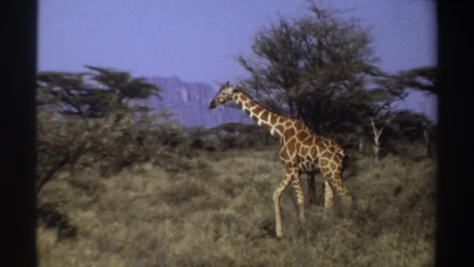 1969 Sudan 8mm frame showing a giraffe walking left through grassland, with acacia-like trees, scrub, and mountains in the background.