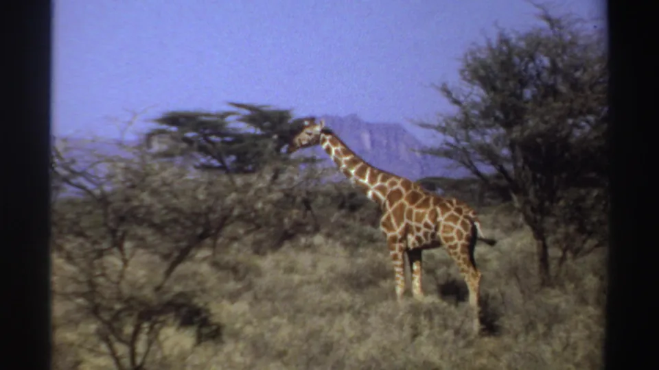 1969 Sudan 8mm frame of a giraffe crossing scrubby grassland under blue sky, with trees and a mountain range beyond.