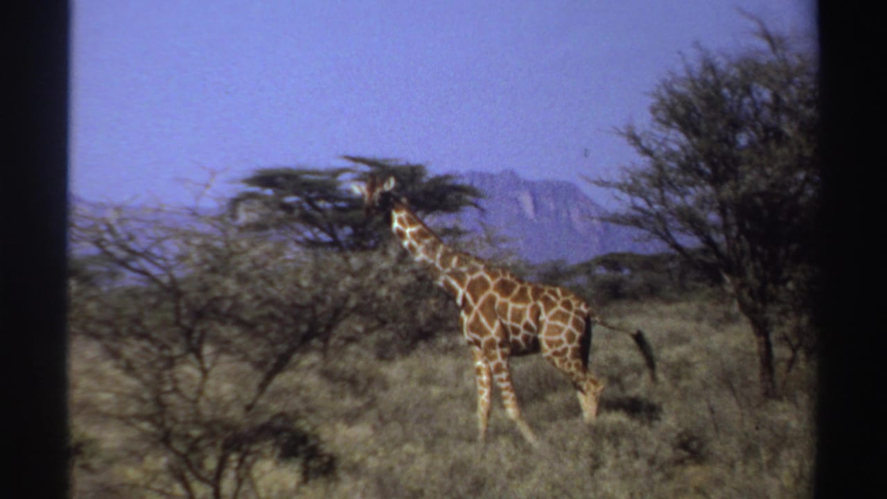 Giraffe standing among dry grass and scattered trees with mountains behind it.