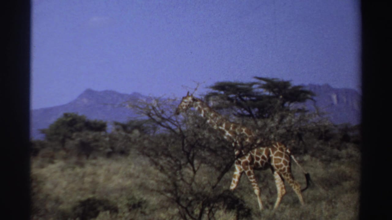 1969 Sudan 8mm frame of a giraffe moving through scrub and dry grass with low mountains in the distance.