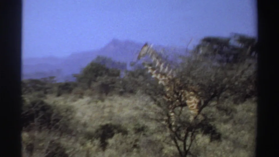 1969 Sudan 8mm frame with a giraffe partly hidden by brush, soft focus, and hazy mountains beyond the savanna.