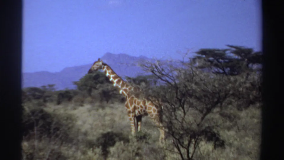 1969 Sudan 8mm frame showing a giraffe near acacia-like trees in dry savanna, with mountains in the background.