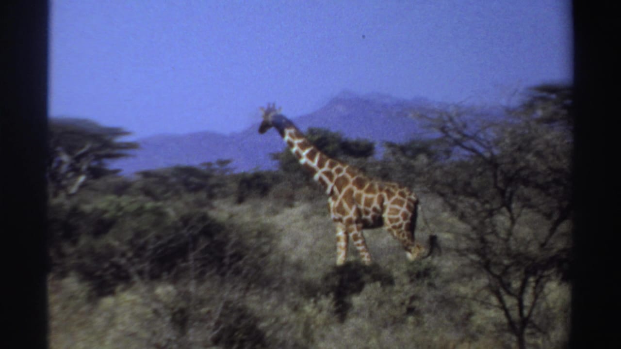 Giraffe standing in dry savanna grass with trees and distant mountains.