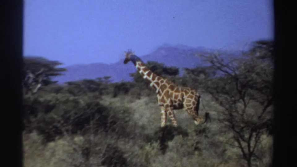 1969 Sudan 8mm frame showing a giraffe standing among dry grass, shrubs, acacia-like trees, and distant blue mountains.