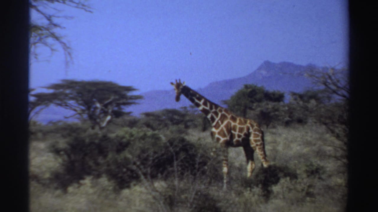 1969 Sudan 8mm frame with a giraffe paused in savanna vegetation, framed by low shrubs, trees, distant hills, and clear sky.
