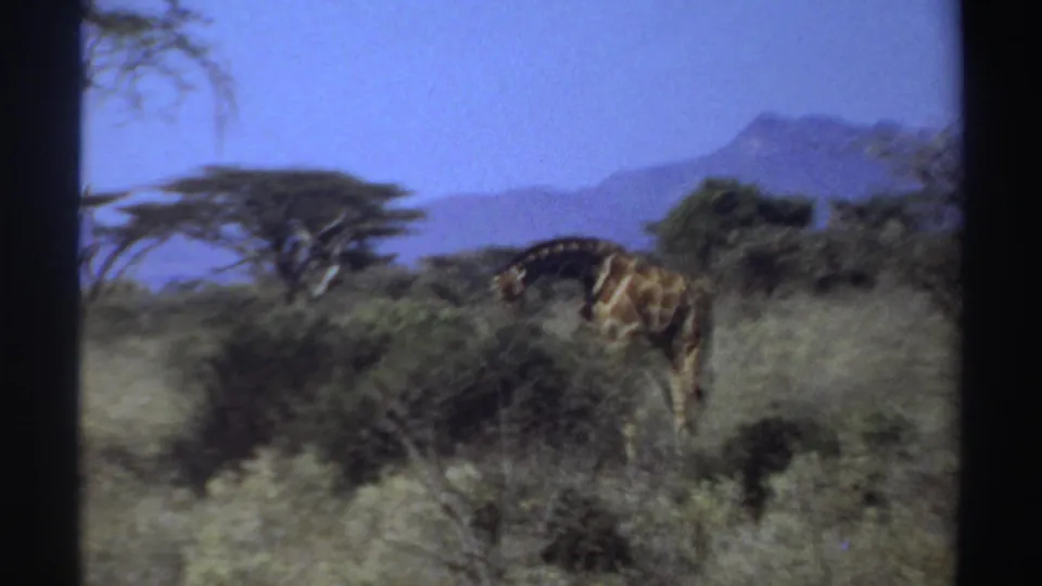 1969 Sudan 8mm frame showing a giraffe partly obscured by brush as it bends toward vegetation in a dry savanna landscape.