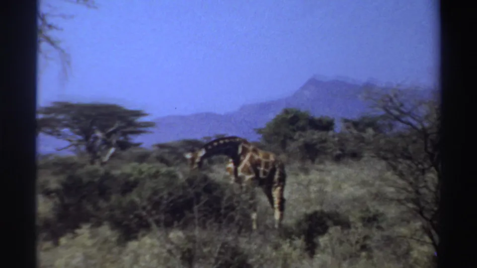 1969 Sudan 8mm frame of a giraffe bending behind savanna brush, with acacia-like trees, dry grass, distant mountains, and film borders visible.