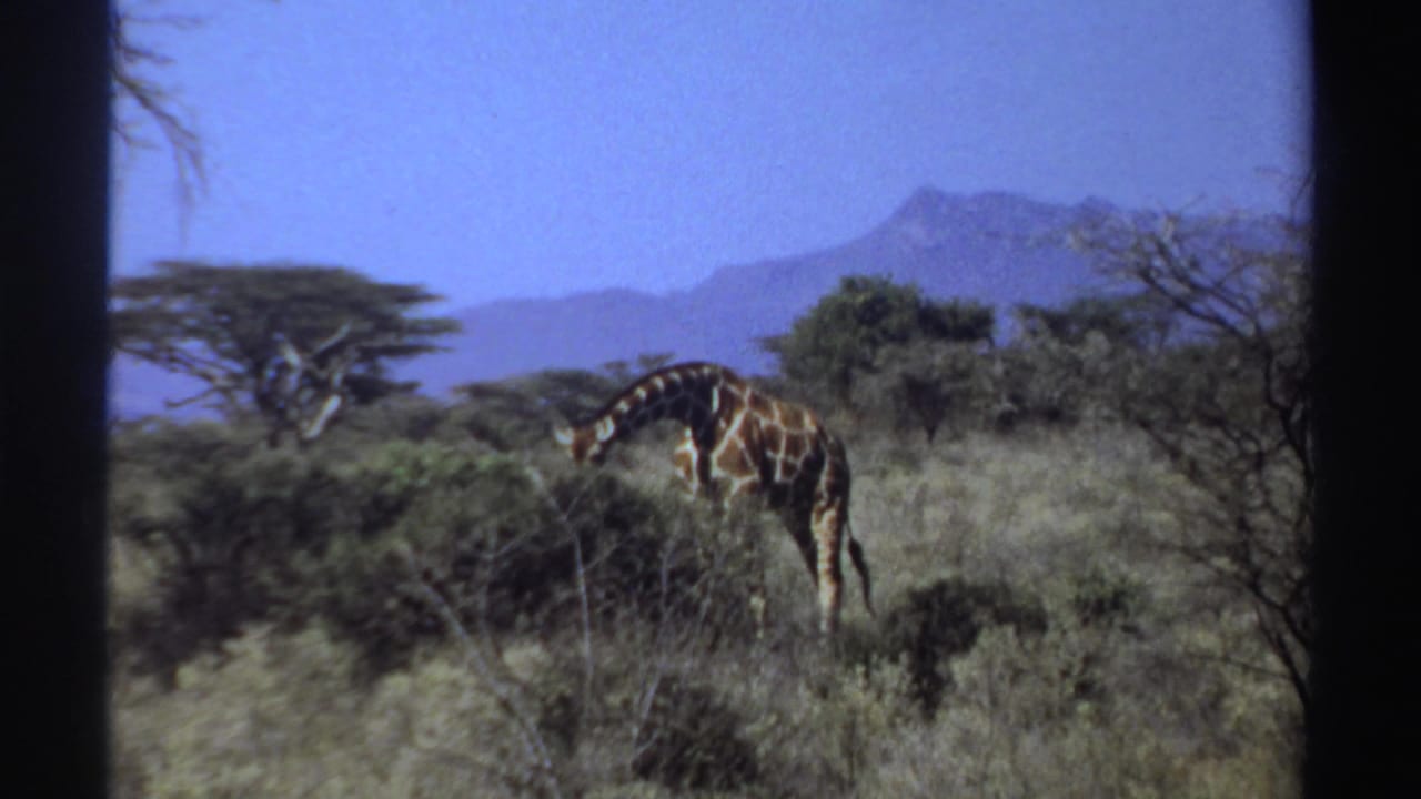 A giraffe stands among shrubs in open savanna with trees and distant mountains behind it.