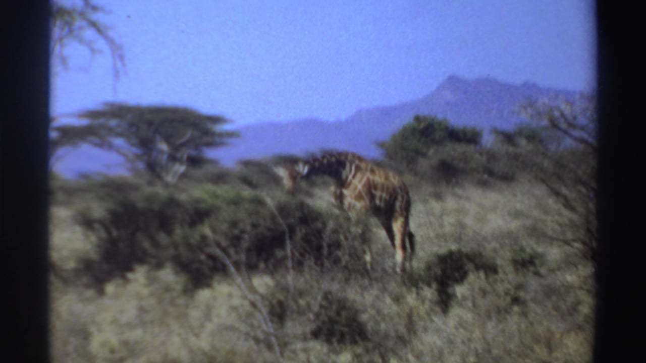 A giraffe stands in brush with a flat-topped tree and mountains in the background.