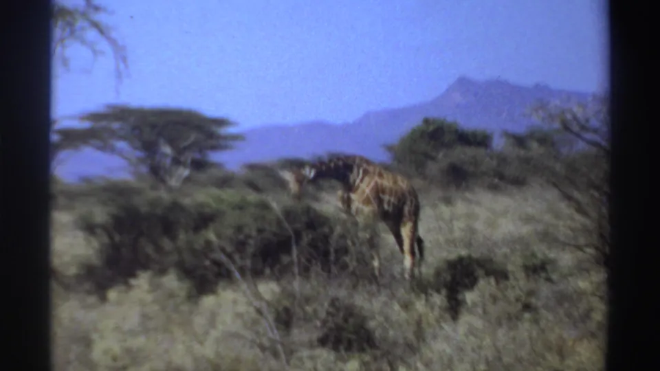1969 Sudan home-movie frame of a giraffe in brushland, seen through soft 8mm focus with trees and mountains behind it.