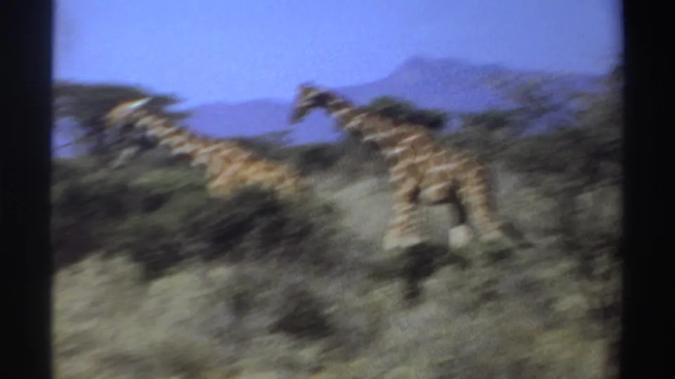 Soft, motion-blurred 1969 Sudan 8mm frame showing two giraffes moving through savanna vegetation with mountains in the background.