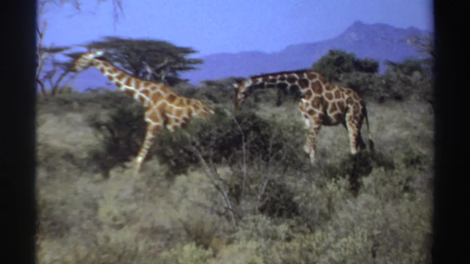1969 Sudan 8mm frame showing two giraffes in savanna brush, including one bending its neck toward a shrub to feed.