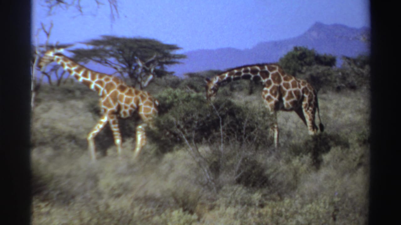 Two giraffes stand among dry grass and shrubs with flat-topped trees and mountains behind them.