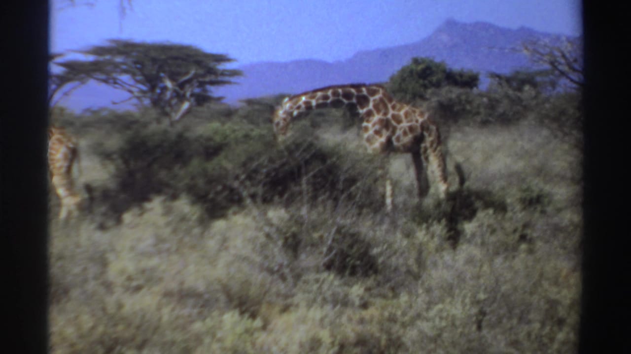 1969 Sudan 8mm frame of a giraffe feeding near green shrubs in dry grassland, with trees and hazy mountains beyond.