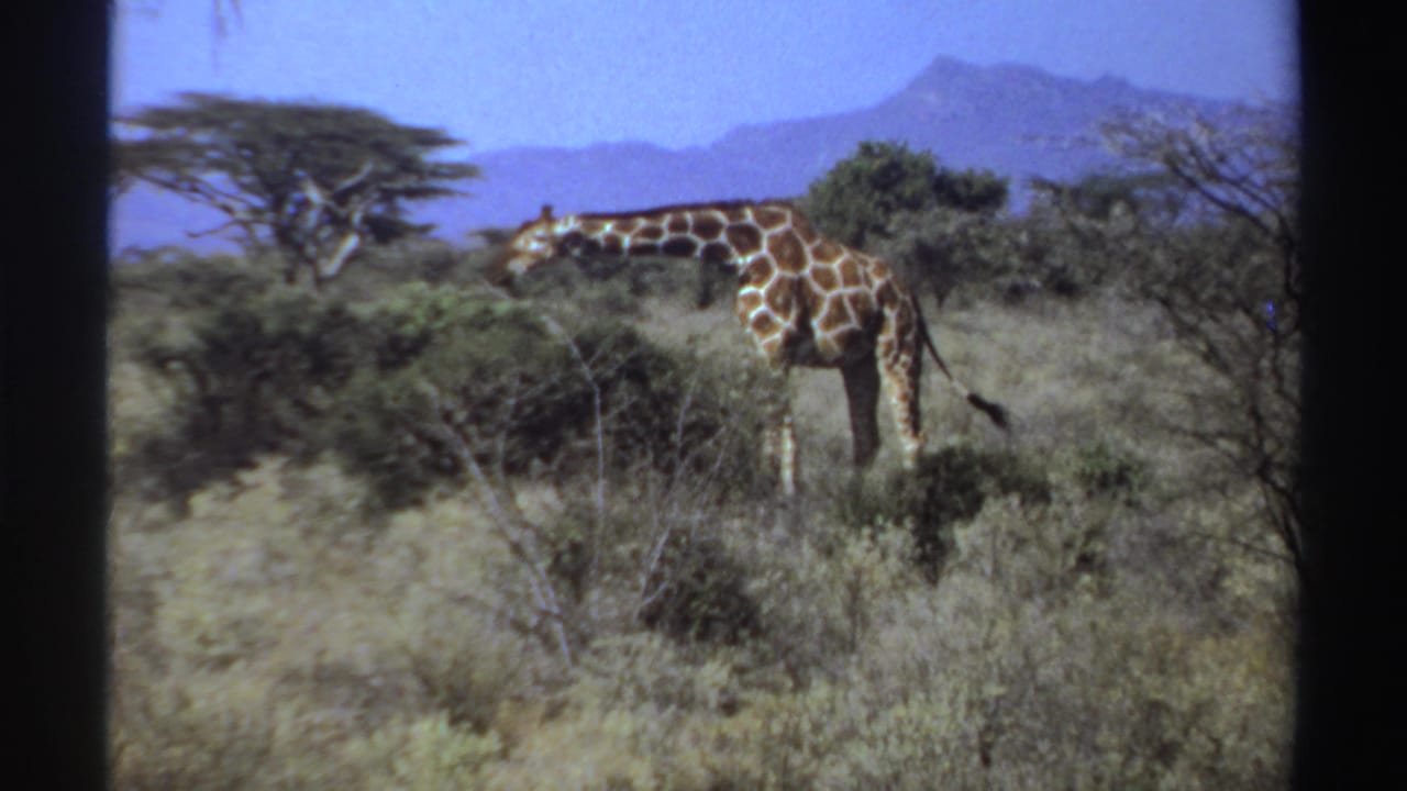 One giraffe stands near a bush in dry grass, framed by trees and distant mountains.