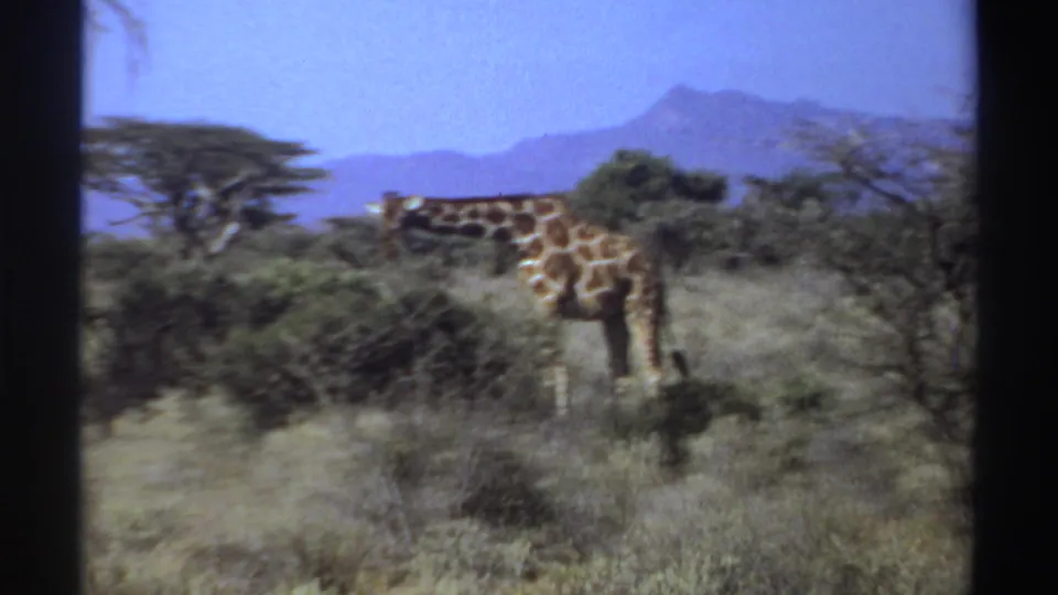 1969 Sudan 8mm frame of a giraffe partly hidden by shrubs and dry grass, with a bright sky and distant mountains.