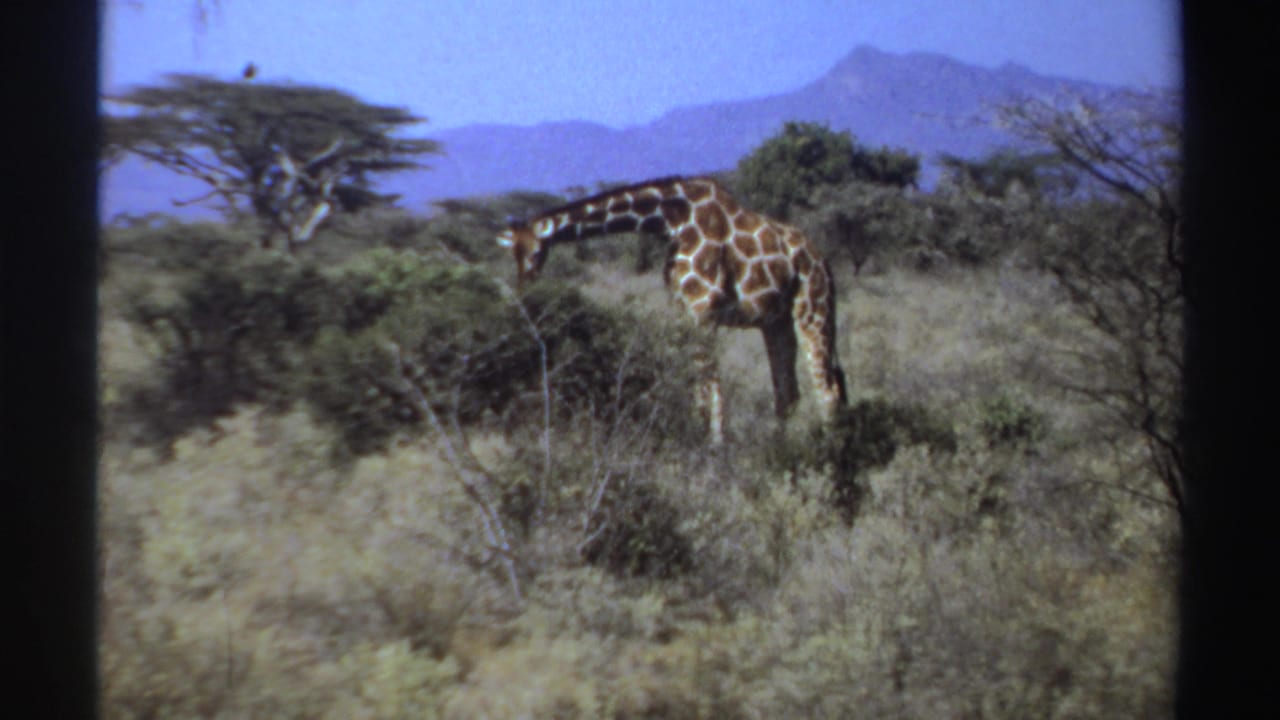 Giraffe bends its neck to feed among dry shrubs in open savanna.